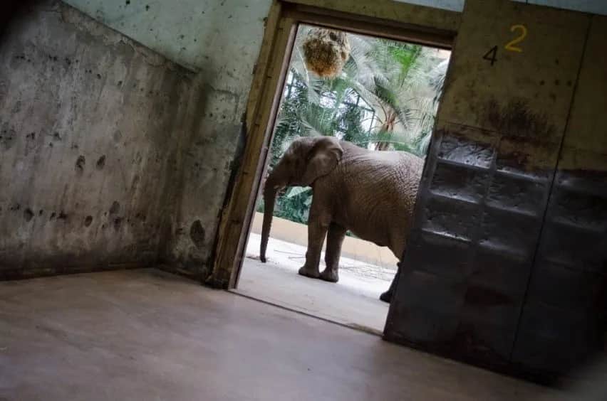 Ile zarabia pracownik zoo? Zaskakujące fakty o wynagrodzeniach